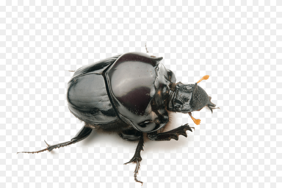 Dung Beetle Background Dung Beetle, Animal, Insect, Invertebrate, Dung Beetle Png