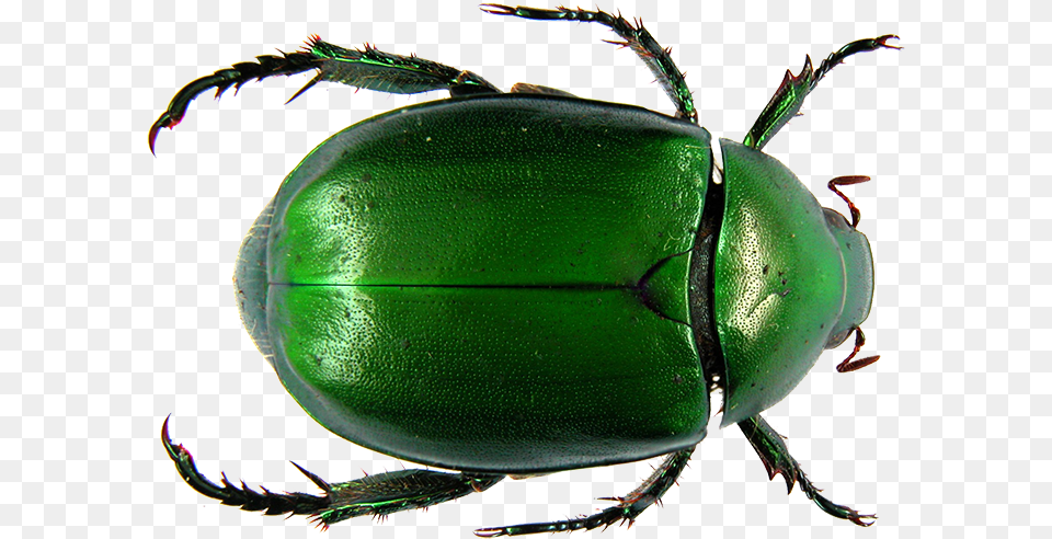 Dung Beetle Flower Chafer Scarab Ancient Egypt Scarab Beetle, Animal, Insect, Invertebrate, Dung Beetle Free Transparent Png