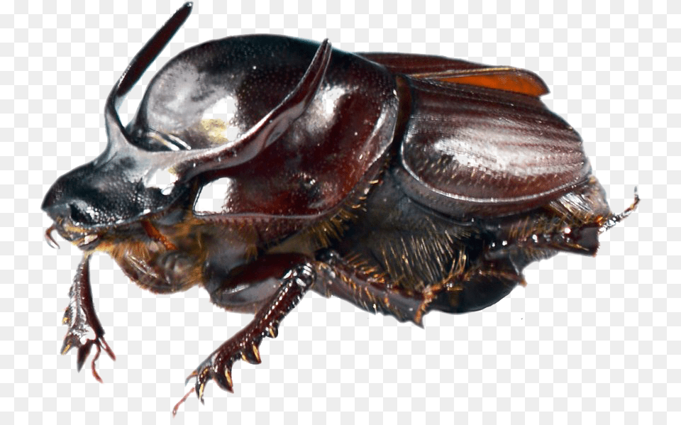 Dung Beetle Onthophagus Taurus, Animal, Insect, Invertebrate, Dung Beetle Free Transparent Png