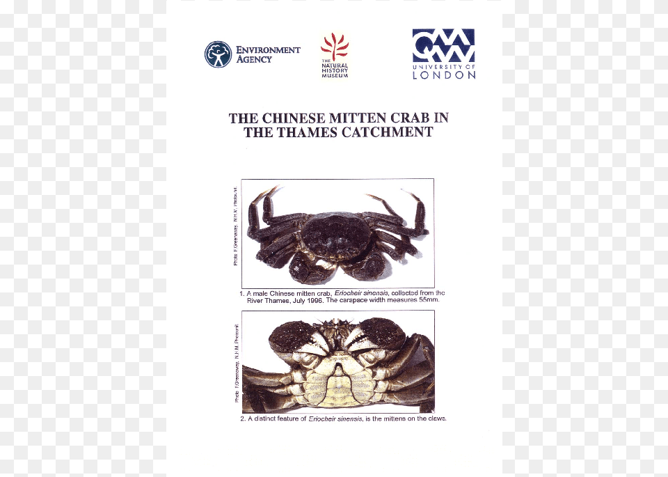 Dungeness Crab, Food, Seafood, Animal, Invertebrate Png Image