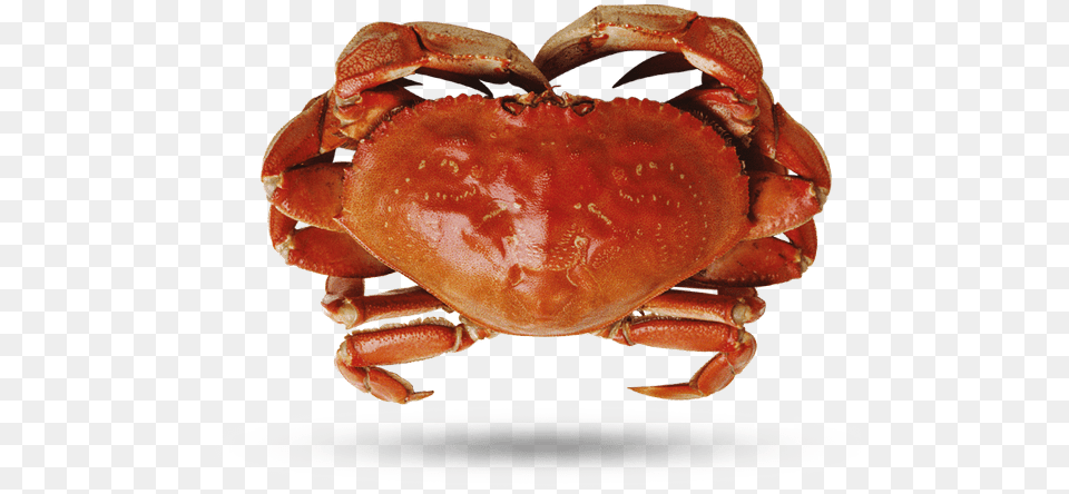 Dungeness Crab, Animal, Food, Invertebrate, Sea Life Free Png Download