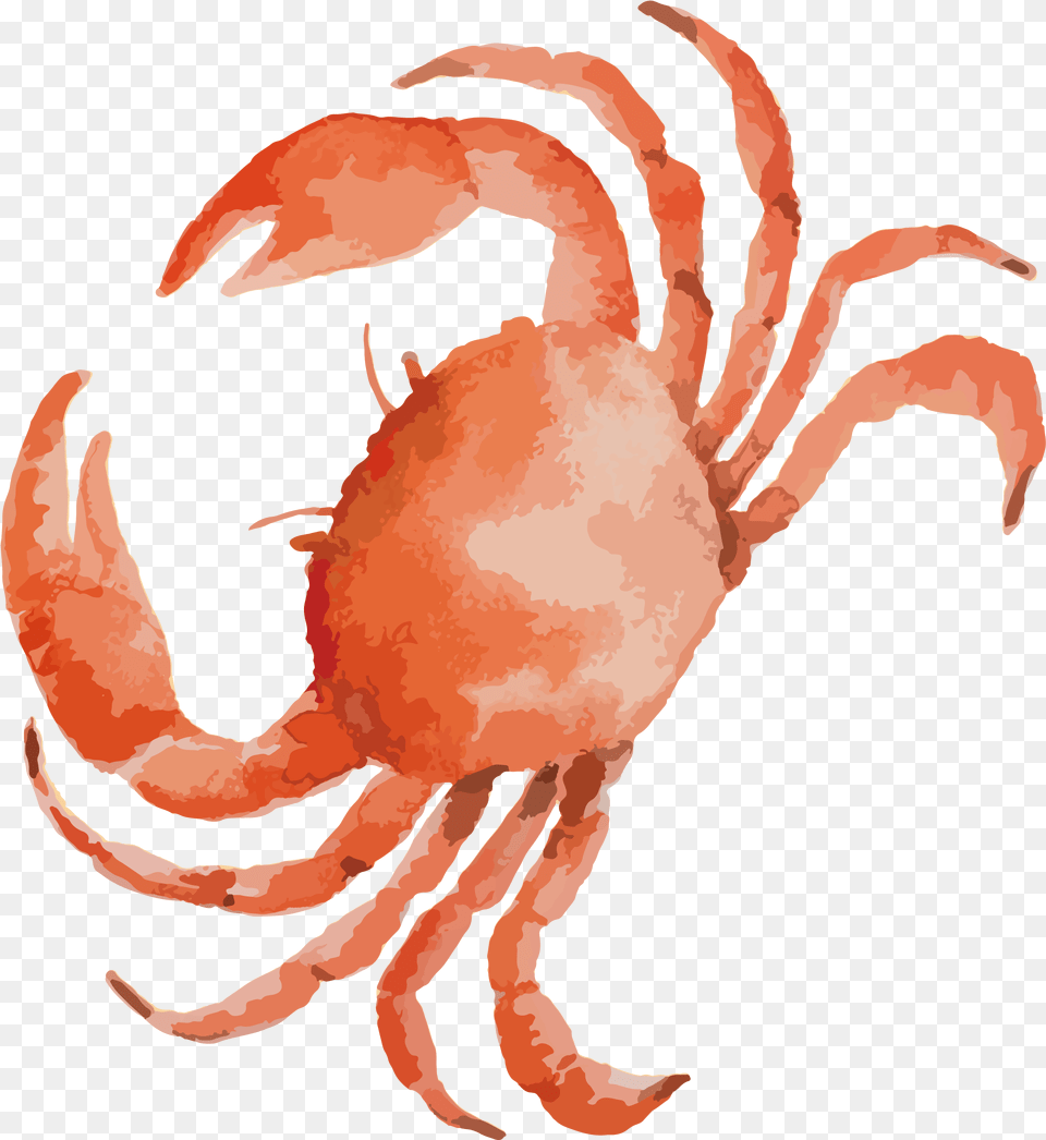 Dungeness Crab Seafood Crab Drawing, Food, Sea Life, Invertebrate, Animal Free Png