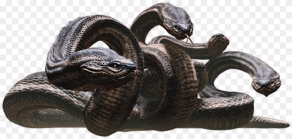 Dungeons And Dragons 5e Hydra Image Dragon Snake Free Png