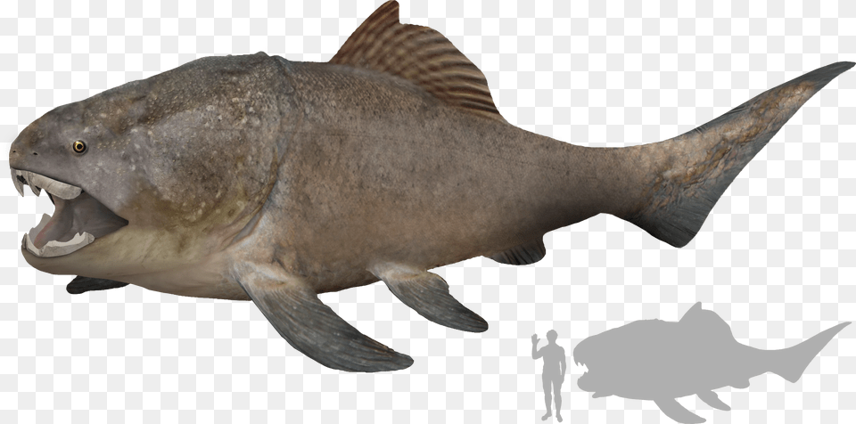 Dunkleosteus Size, Animal, Canine, Dog, Mammal Free Transparent Png