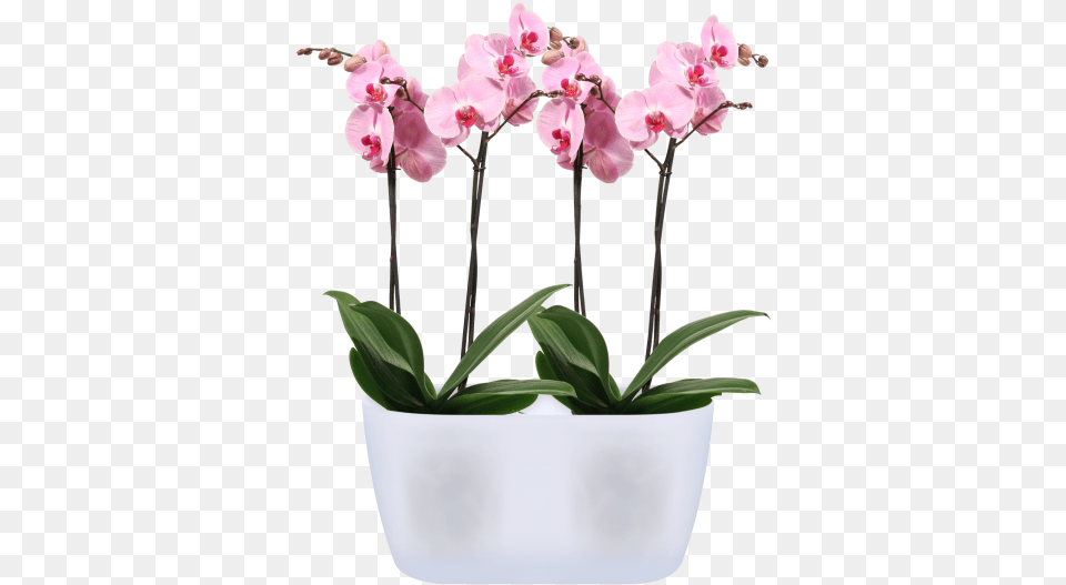 Duo Indoor Flower Pot, Orchid, Plant, Flower Arrangement, Potted Plant Free Transparent Png