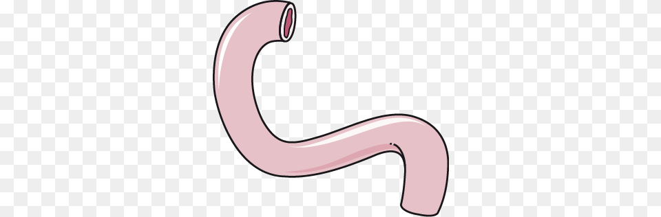 Duodenum, Smoke Pipe, Body Part, Stomach Png Image