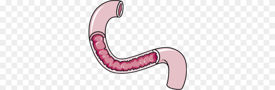 Duodenum, Body Part, Stomach, Smoke Pipe Png
