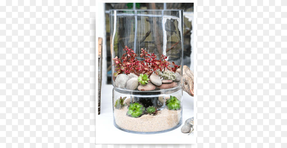 Duplex Terrariumhurricane Aquarium, Animal, Fish, Jar, Plant Png Image