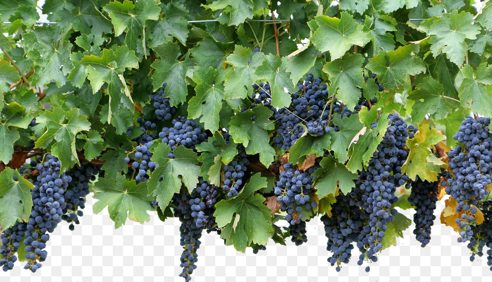 Duration Small Wine Grapes, Produce, Food, Fruit, Plant Png Image