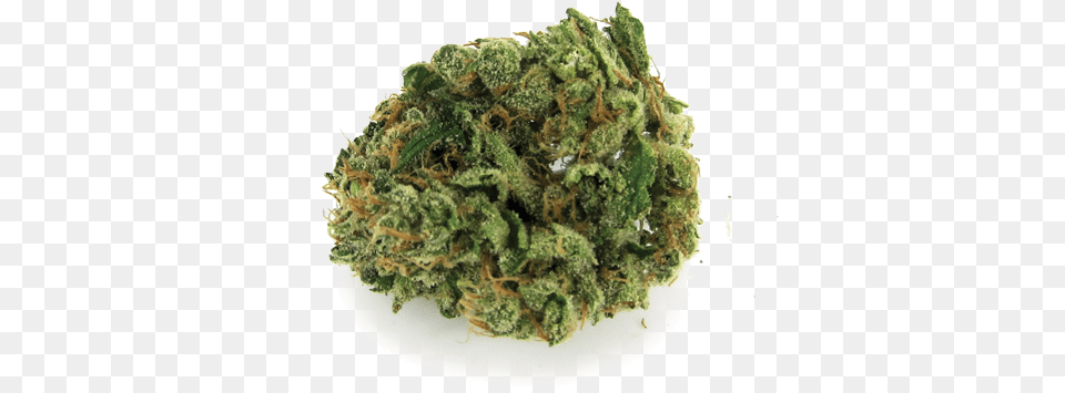 Durban Poison Nug Of Weed, Moss, Plant Free Png