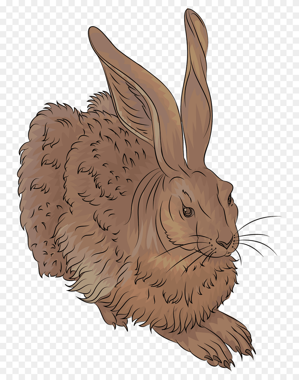 Durer Young Hare Clipart, Animal, Mammal, Rodent, Rabbit Free Transparent Png