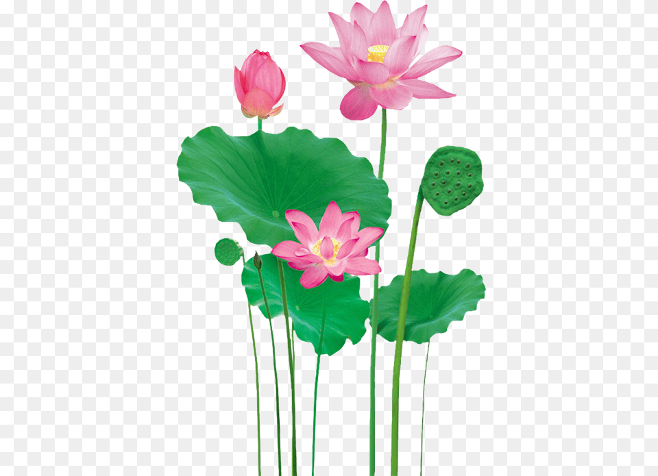 Durga Sacred Lotus, Flower, Plant, Lily, Pond Lily Png Image