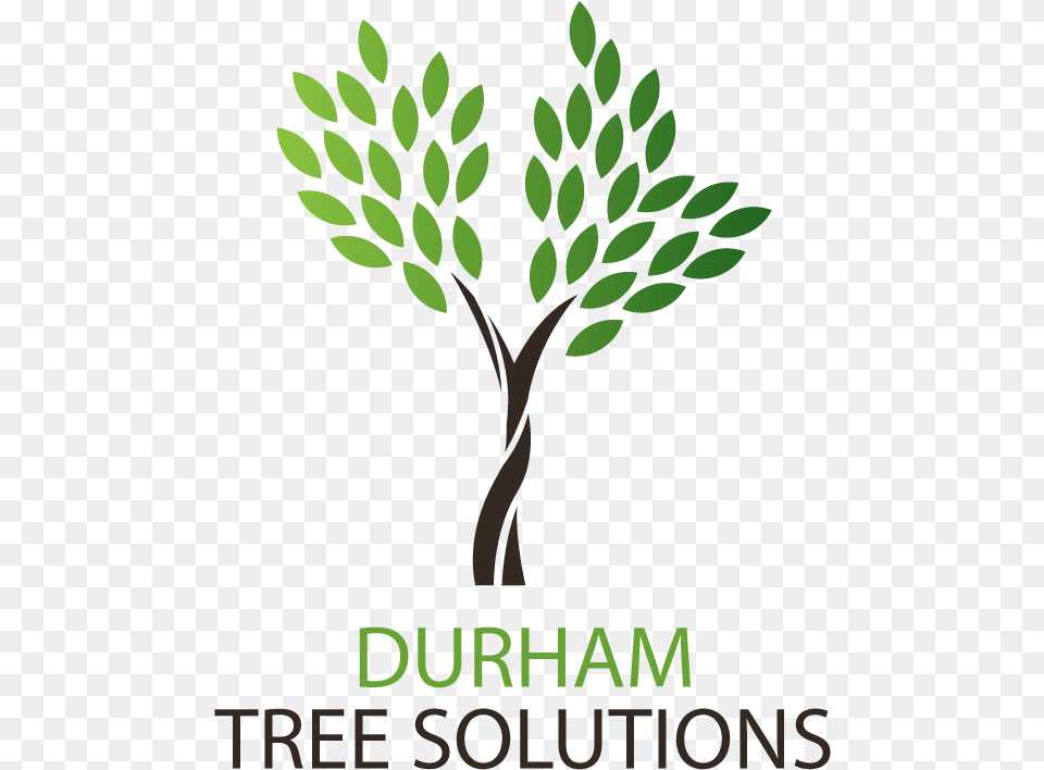 Durham Tree Solutions May Day Star Health, Green, Vegetation, Plant, Herbal Free Transparent Png