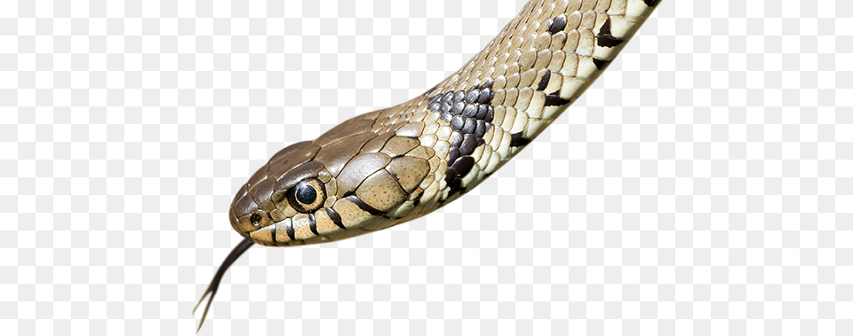 Durham Wildlife Trust, Animal, Reptile, Snake Png