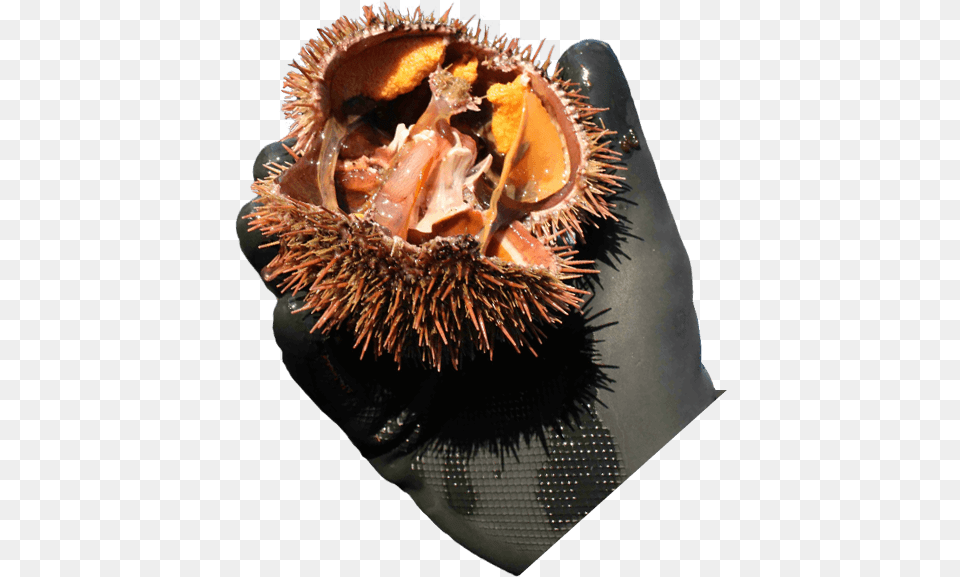 Durian, Animal, Sea Life, Invertebrate, Urchin Free Png Download