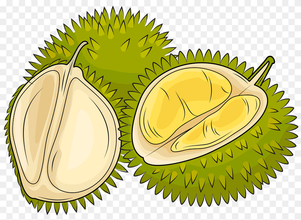 Durian Cut In Pieces Clipart, Food, Fruit, Plant, Produce Png Image