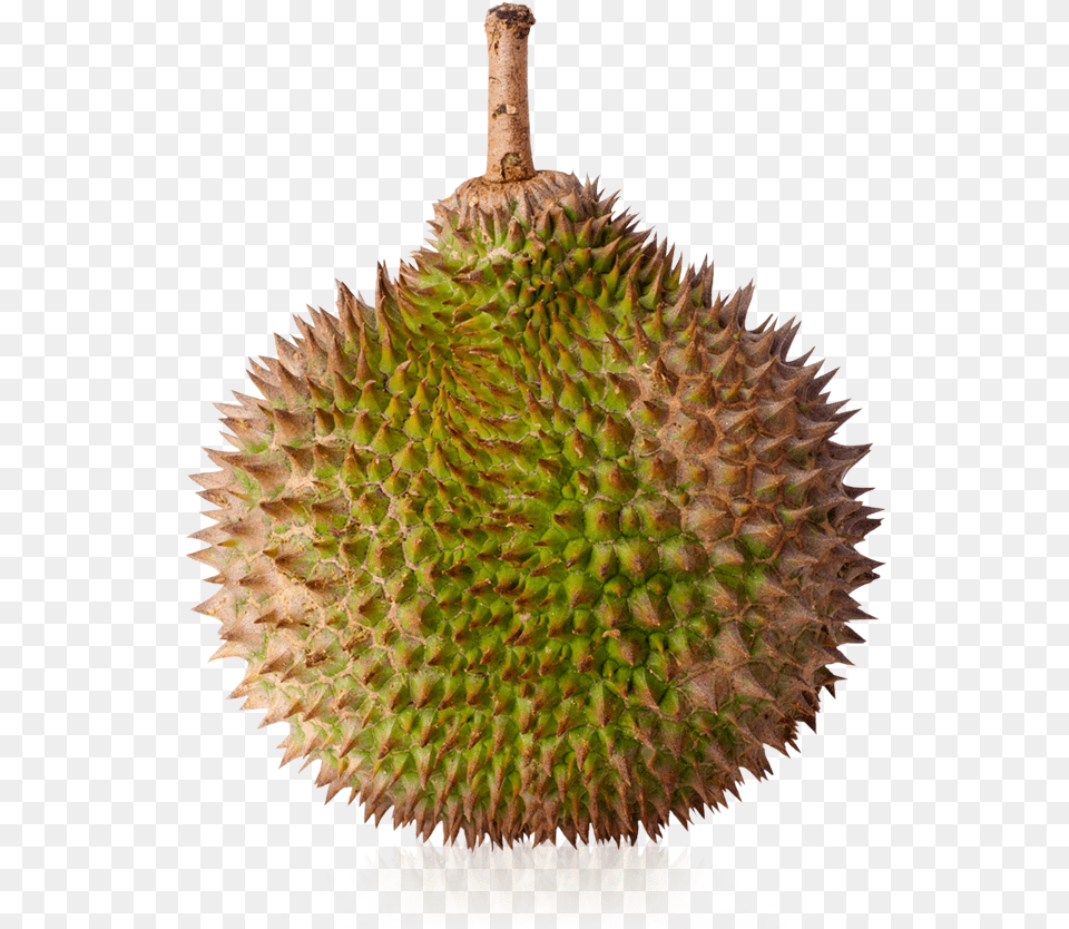 Durian Download Durian, Food, Fruit, Plant, Produce Png