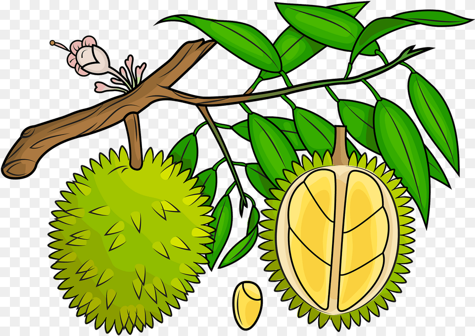 Durian Fresh, Food, Fruit, Plant, Produce Png