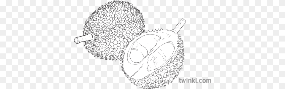 Durian Fruit Geography Topics Ks2 Black Fresh, Food, Plant, Produce, Chandelier Free Transparent Png