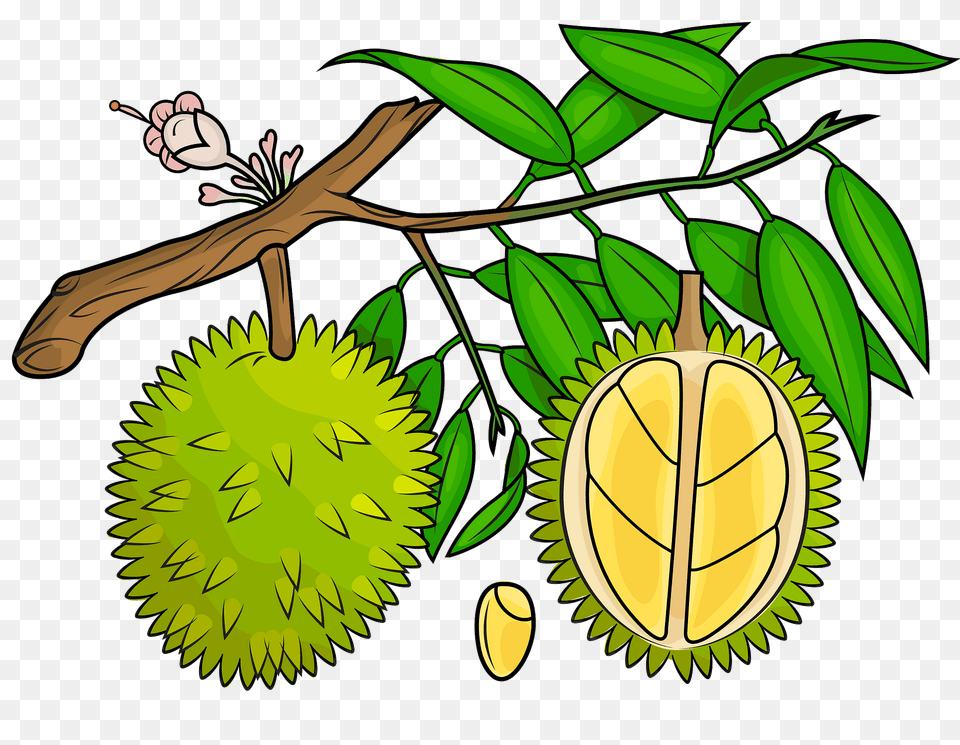 Durian On The Tree Clipart, Food, Fruit, Plant, Produce Free Png