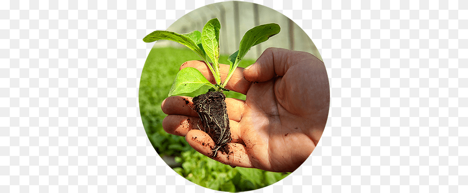 During Drying And Curing In Quality Control Transplanting Plantation, Soil, Plant, Leaf, Baby Free Png Download