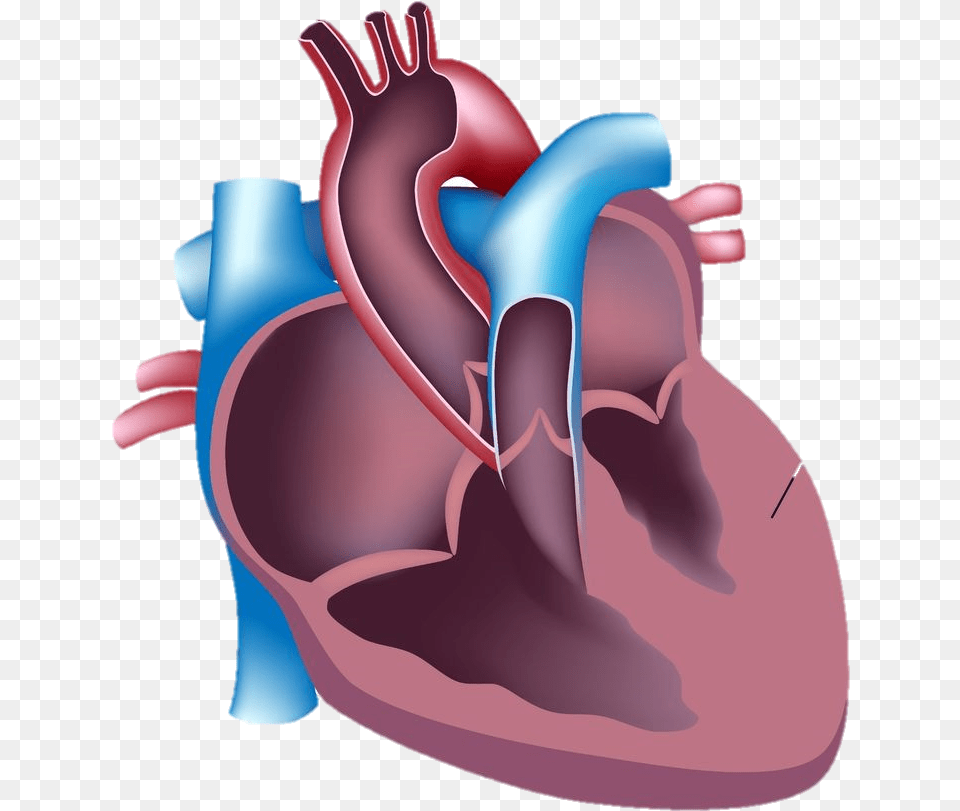 During Intense Physical Exercise The Hypertrophic Heart Cross Section Of Heart Labeled Png Image