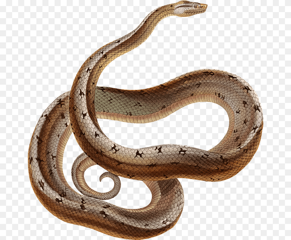 Dusky Dwarf Boa Dampd 5e Constrictor Snake, Animal, Reptile Png