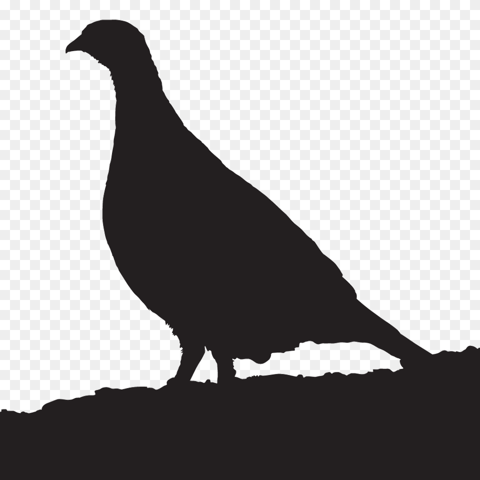 Dusky Grouse Overview All About Birds Cornell Lab Of Ornithology, Animal, Bird, Quail, Silhouette Free Png