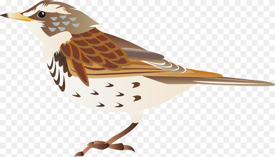 Dusky Thrush Bird Clipart, Animal, Anthus, Sparrow, Finch Free Png Download