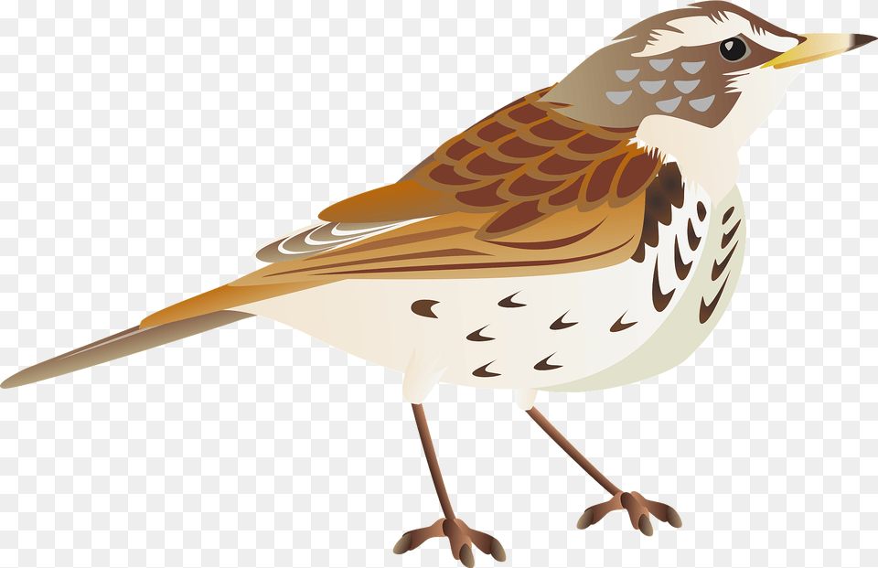 Dusky Thrush Bird Clipart, Animal, Anthus, Sparrow, Fish Free Png Download