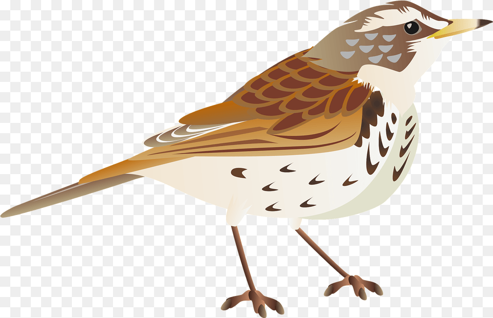 Dusky Thrush Bird Clipart Download Transparent Brambling, Animal, Anthus, Sparrow, Finch Png