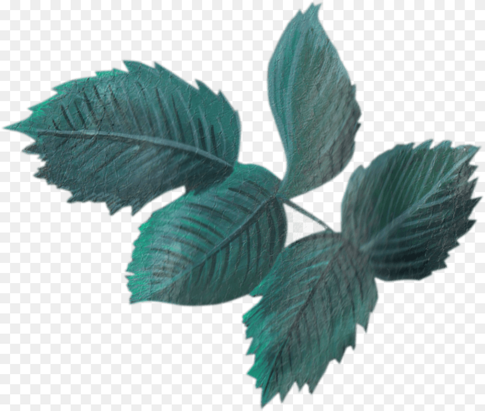 Dustcloud Studio Vintage Leaf Plant, Herbal, Herbs Free Transparent Png