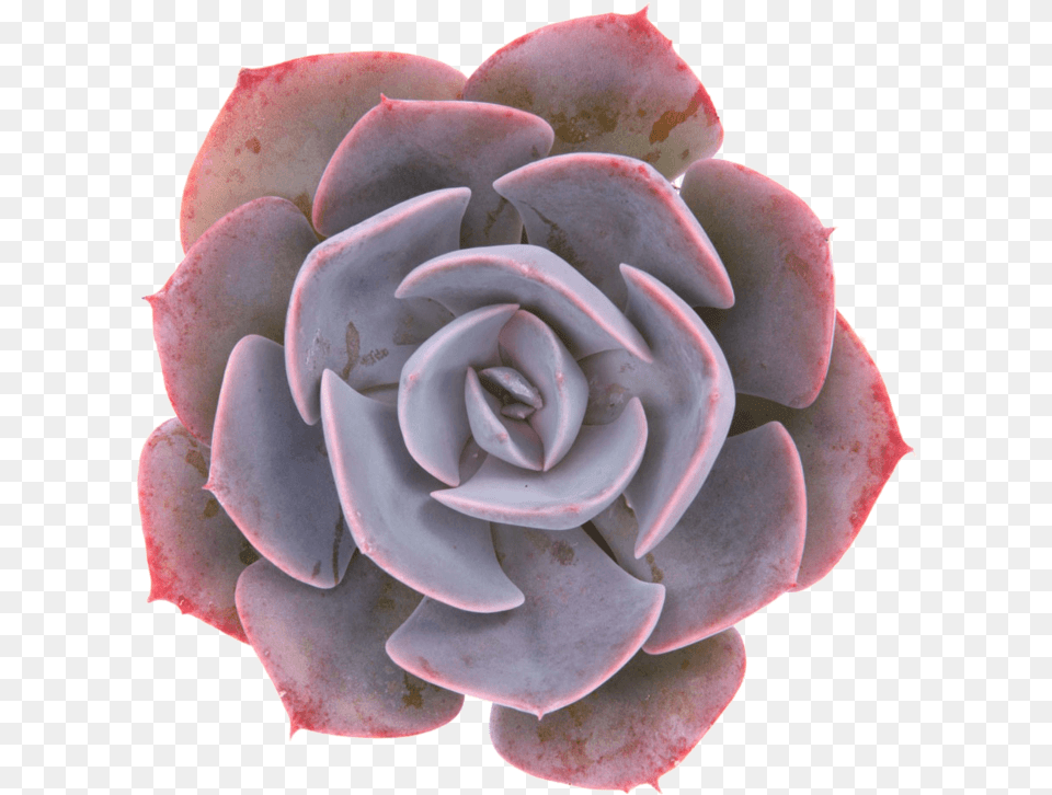 Dusty Rose Echeveria, Flower, Petal, Plant, Accessories Free Png