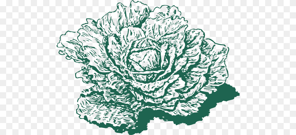 Dutch Cabbage Clip Art, Food, Leafy Green Vegetable, Plant, Produce Free Transparent Png
