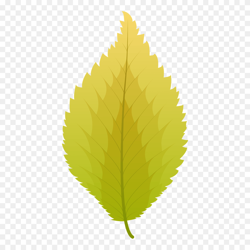 Dutch Elm Autumn Leaf Clipart, Plant, Tree Png