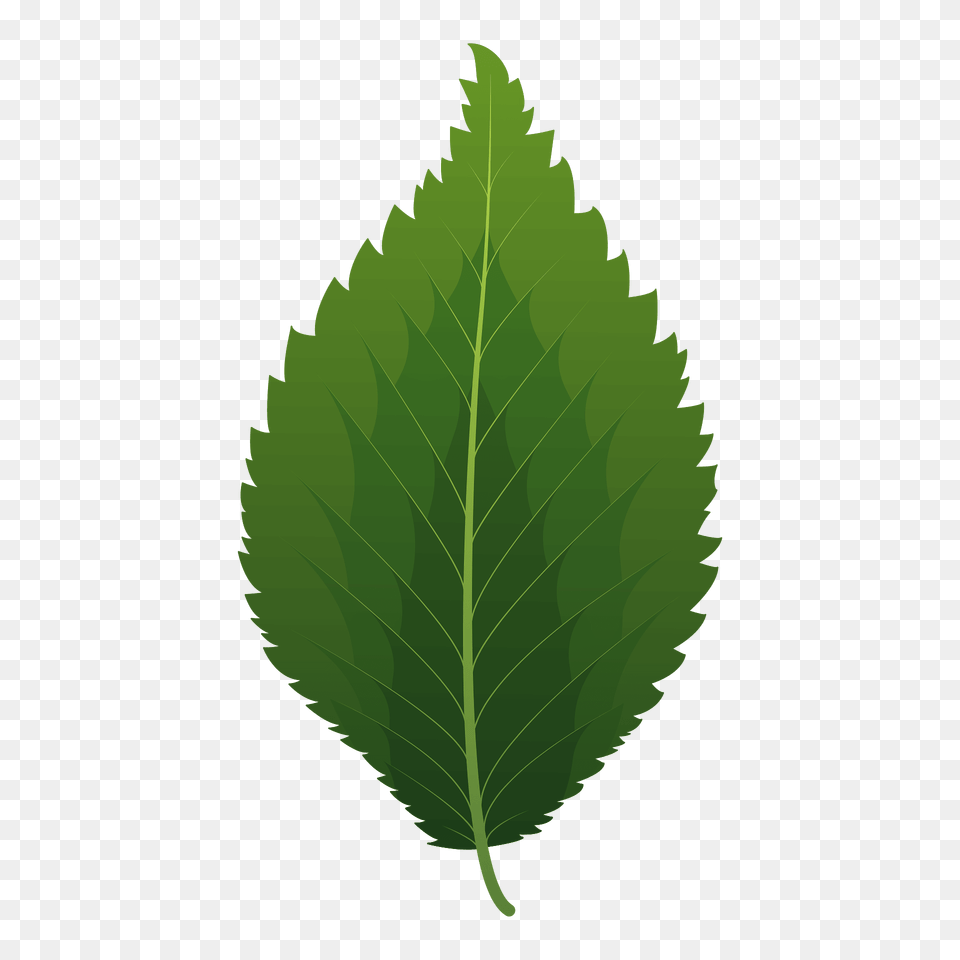 Dutch Elm Spring Leaf Clipart, Plant Free Png Download