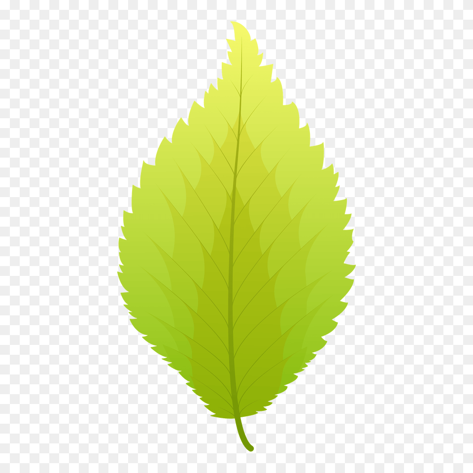 Dutch Elm Summer Leaf Clipart, Plant, Tree Free Transparent Png
