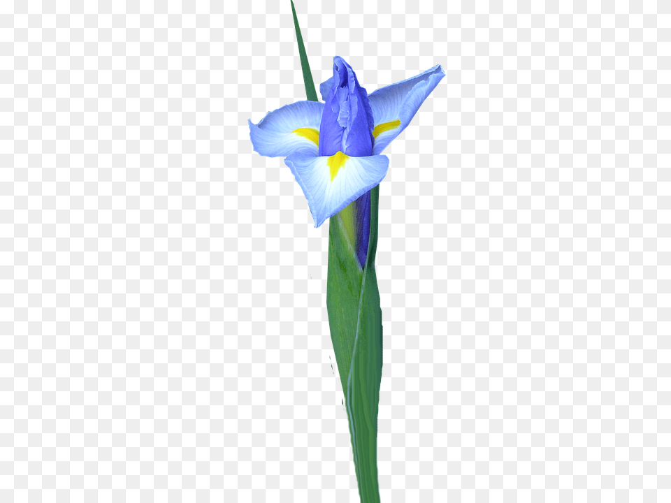 Dutch Iris Flower, Plant, Petal Free Transparent Png