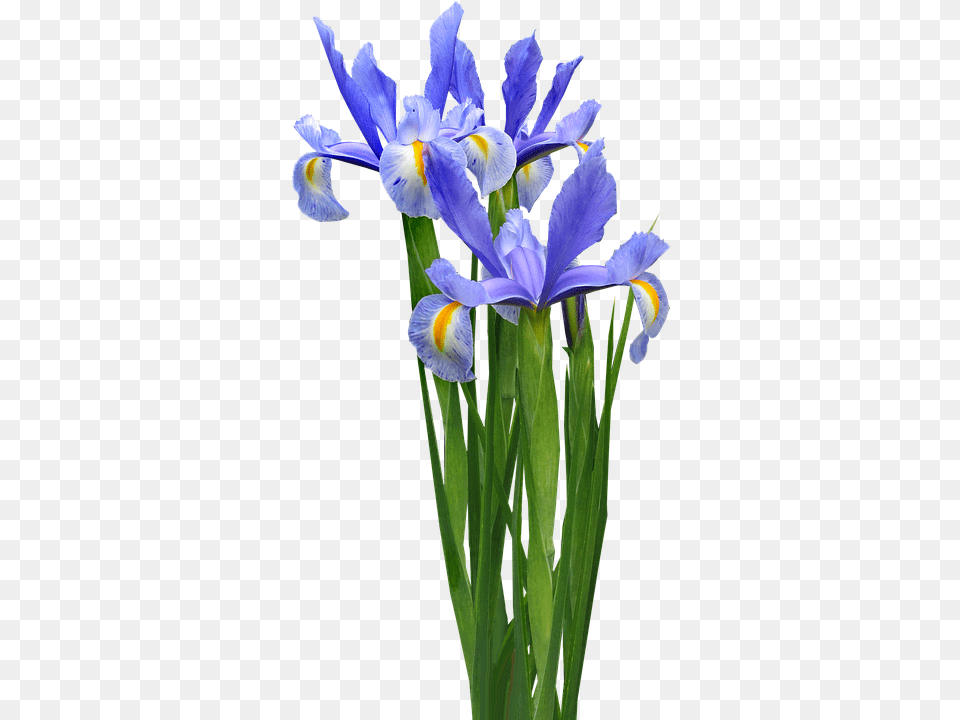 Dutch Iris Flower, Plant, Petal Free Png Download