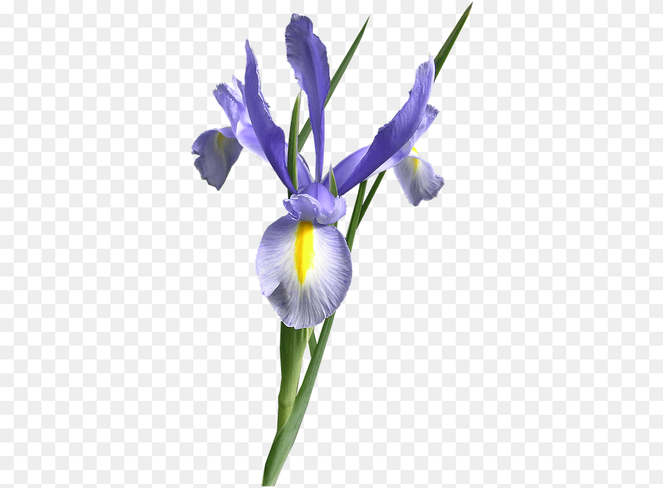 Dutch Iris Blue Flower Cut Out Iris Flower, Plant, Petal Free Png