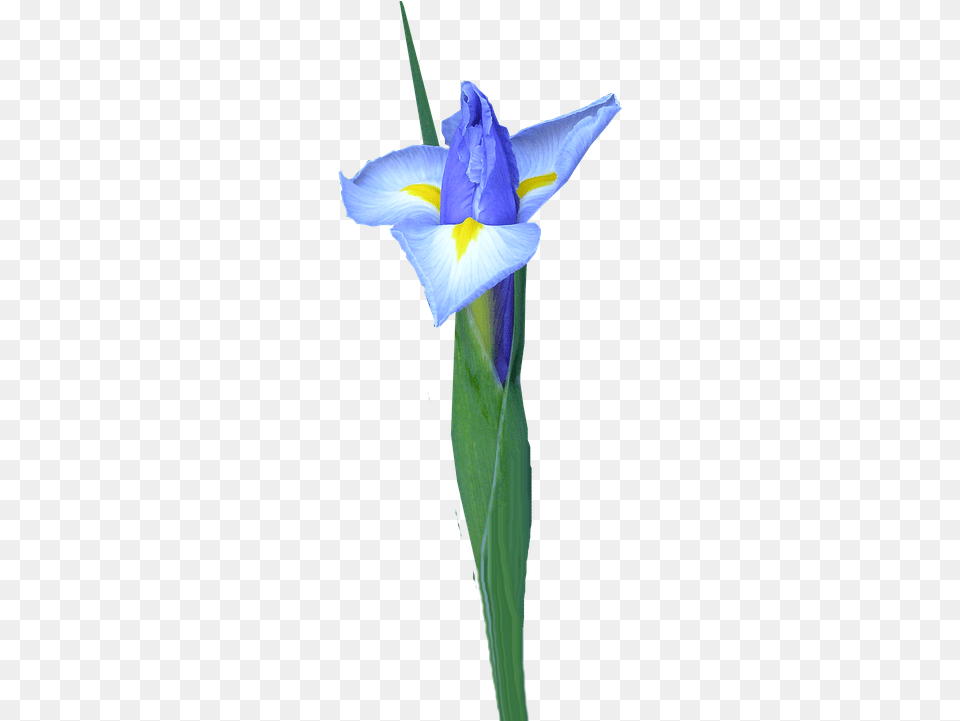 Dutch Iris Bud Flower Dayflower, Plant, Petal Png