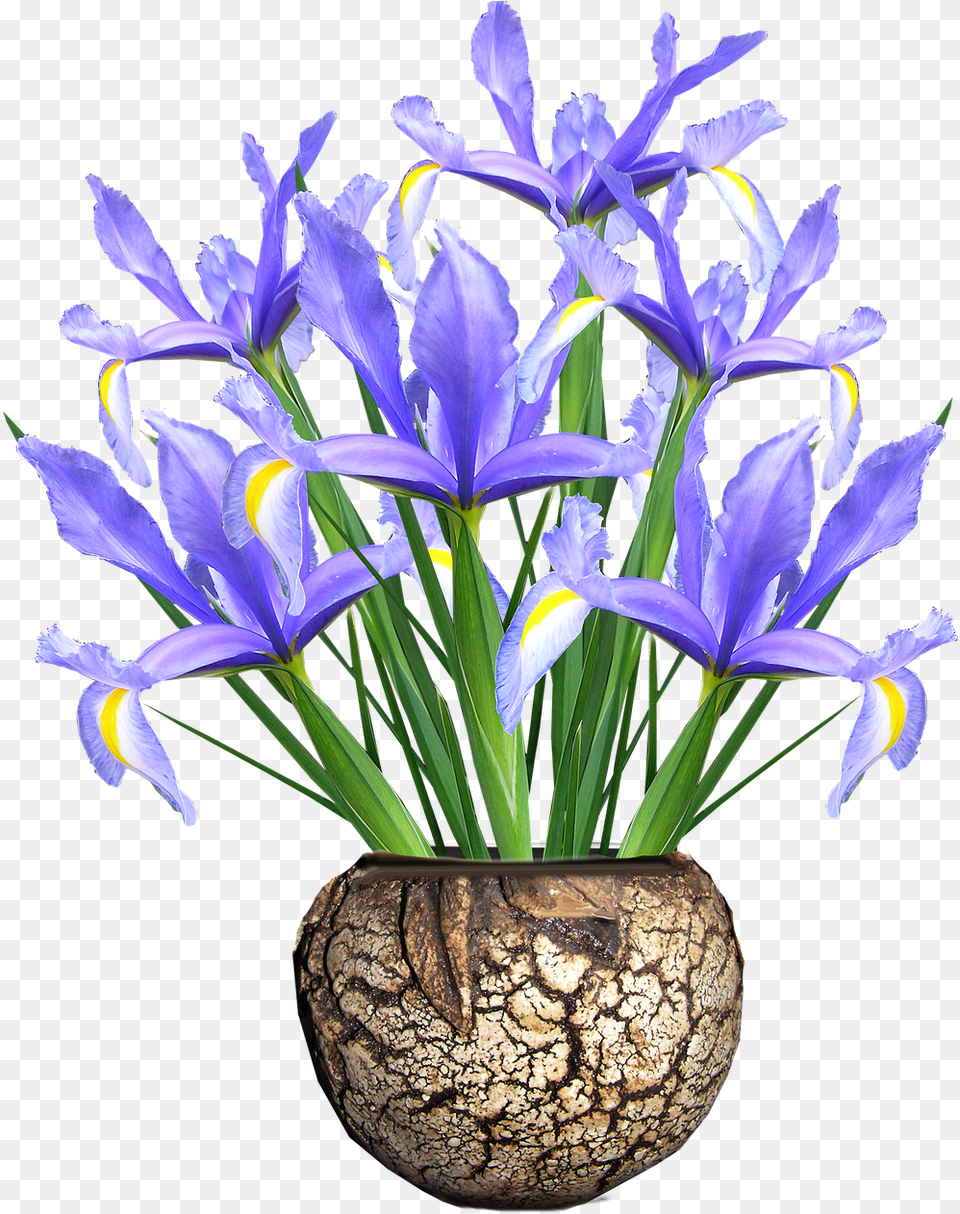 Dutch Irisblueflowersvase Vase, Flower, Flower Arrangement, Iris, Plant Free Png Download