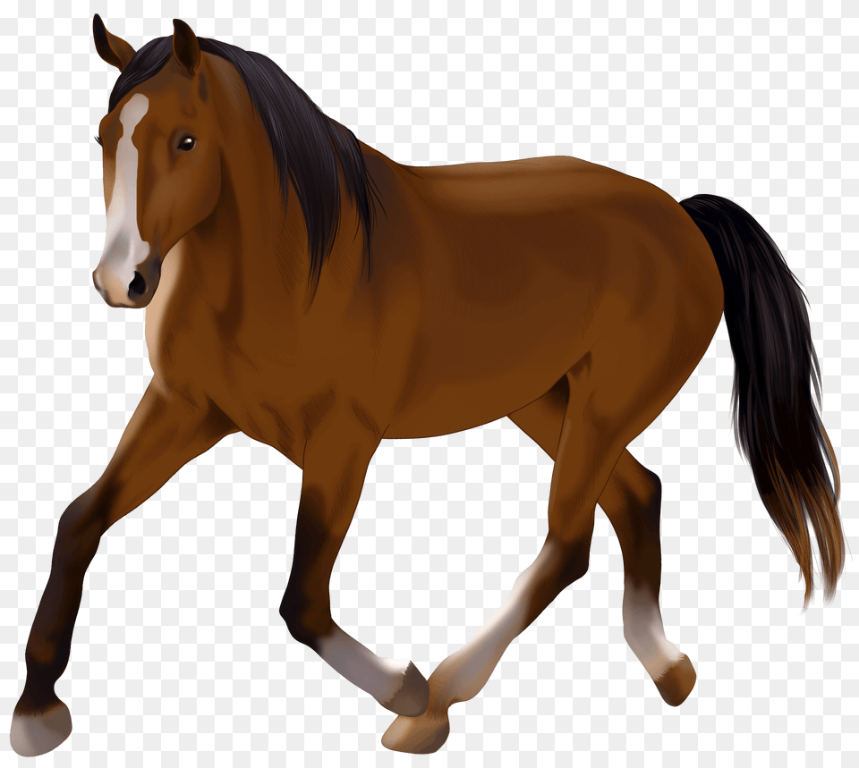 Dutch Warmblood Clipart, Animal, Colt Horse, Horse, Mammal Png