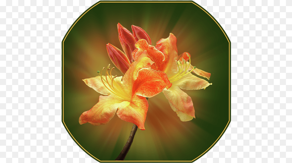 Dvd, Flower, Plant, Geranium, Petal Free Png
