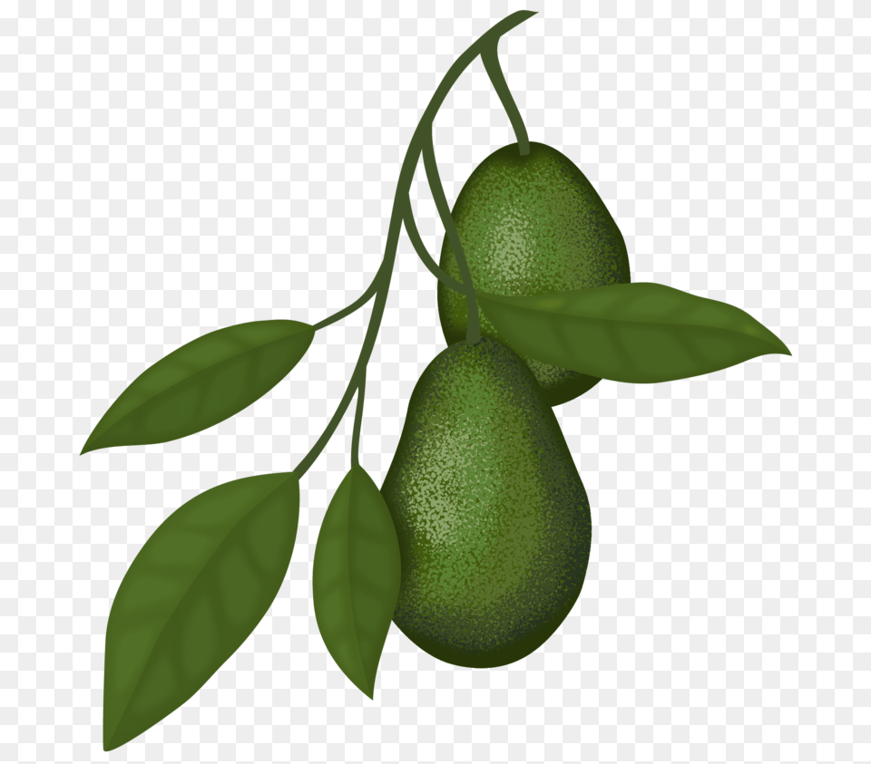 Dwarf Citrus Trees Meyer Lemon Kieffer Lime Oranges Order, Food, Fruit, Plant, Produce Free Png Download