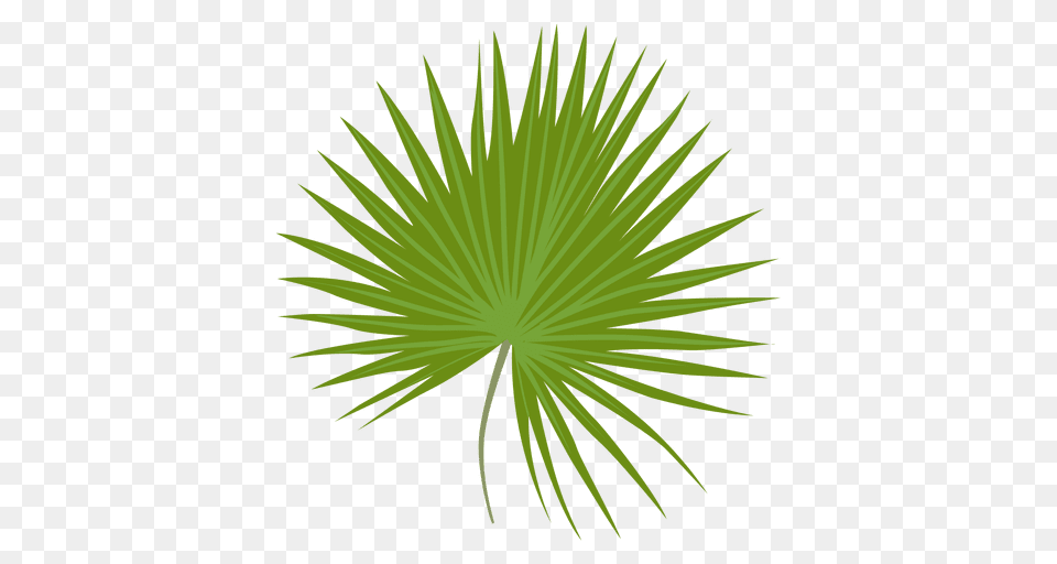 Dwarf Palmetto Leaf Illustration, Grass, Green, Plant, Tree Png Image