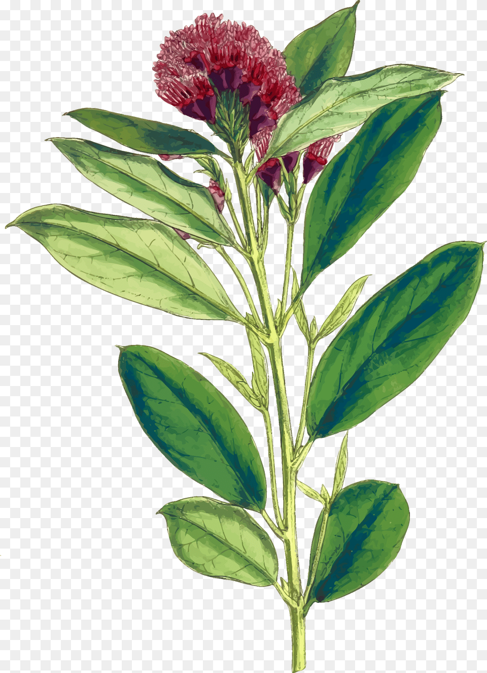 Dwarf Red Combretum Clip Arts Impatiens, Acanthaceae, Flower, Grass, Herbal Png