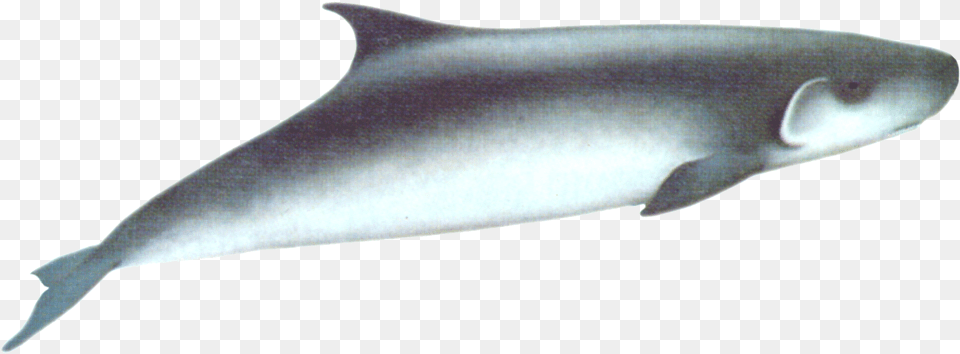 Dwarf Sperm Whale, Animal, Sea Life, Fish, Shark Free Png
