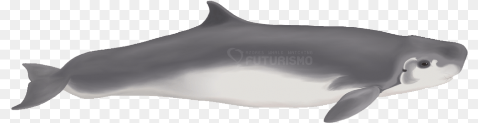 Dwarf Sperm Whales Pictured Above And Pygmy Sperm Killer Whale, Animal, Sea Life, Dolphin, Mammal Free Transparent Png