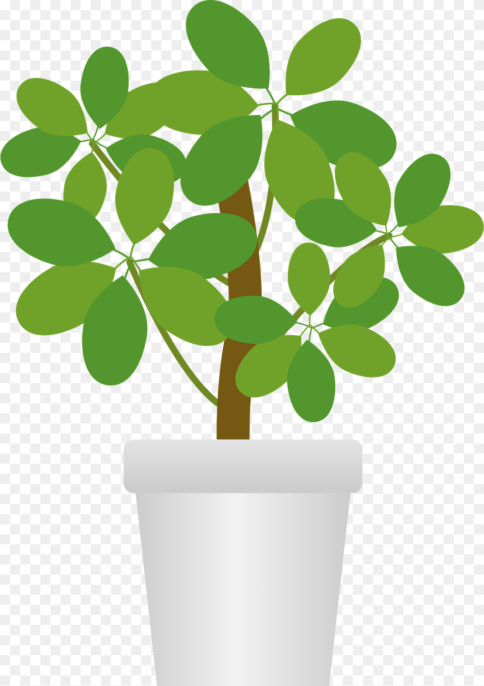 Dwarf Umbrella Tree In A White Pot Clipart, Leaf, Plant, Potted Plant, Jar Png